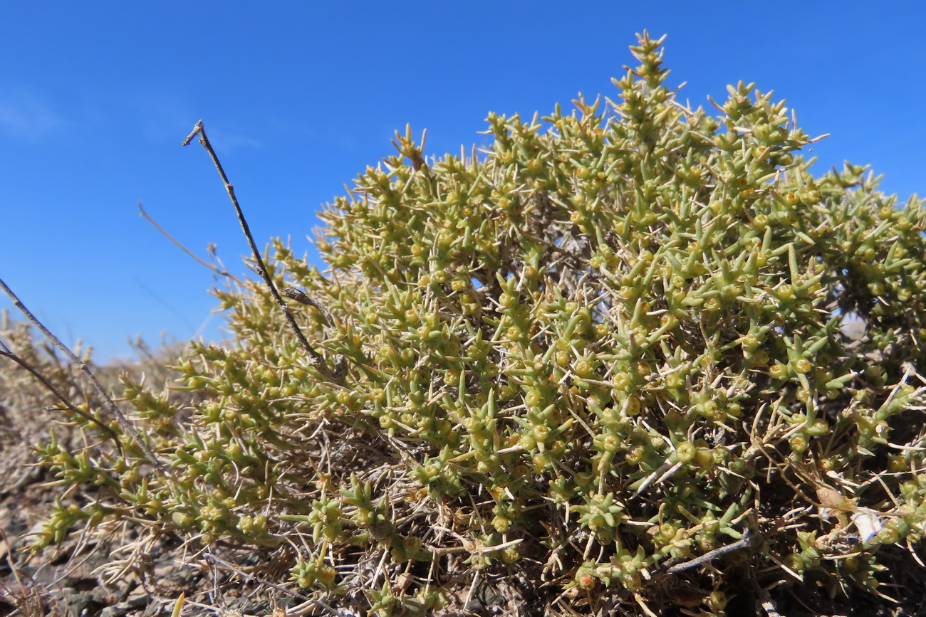 Изображение особи Arthrophytum subulifolium.