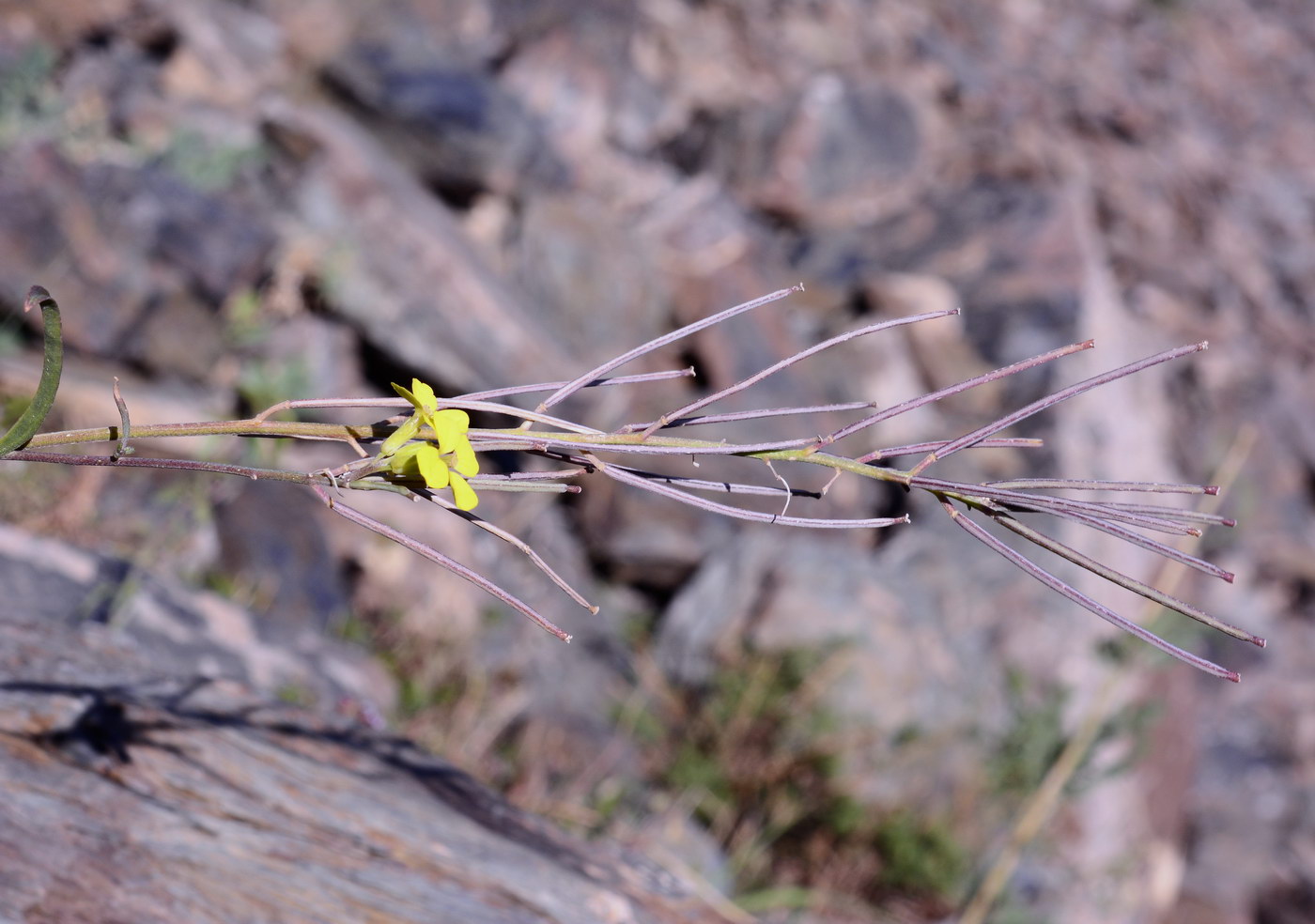 Image of genus Erysimum specimen.