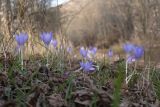 Crocus speciosus. Цветущие растения. Краснодарский край, м/о г. Новороссийск, гора Херсонка, дубово-грабовый лес. 04.11.2023.