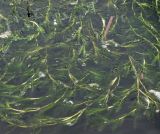 Potamogeton crispus