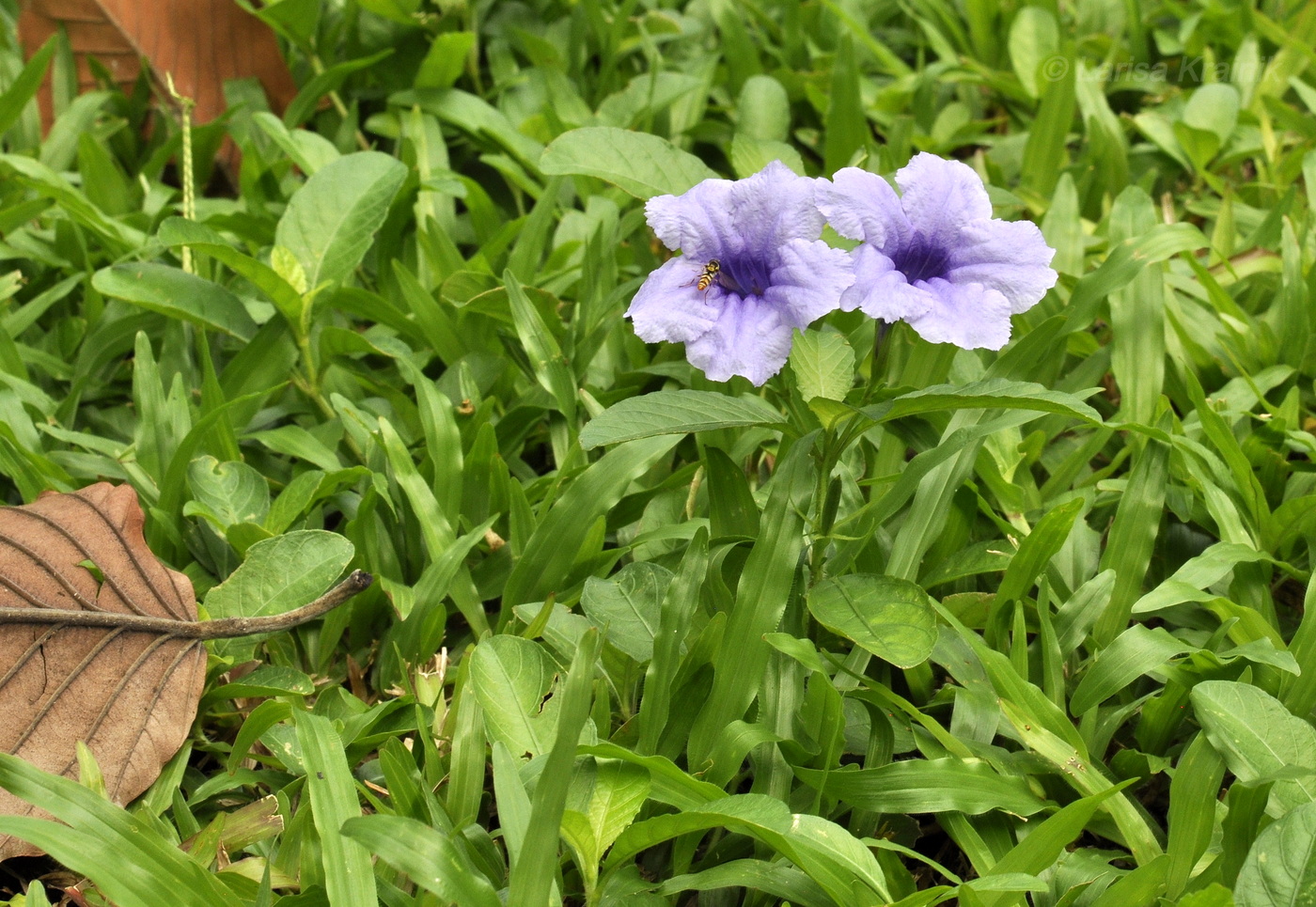 Image of Ruellia tuberosa specimen.