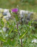 Cirsium pugnax. Верхушка побега с соцветием. Карачаево-Черкесия, Урупский р-н, хр. Загедан, долина Ацгарских озёр, ≈ 2500 м н.у.м., морена между средними озёрами, альпийский луг. 09.08.2023.