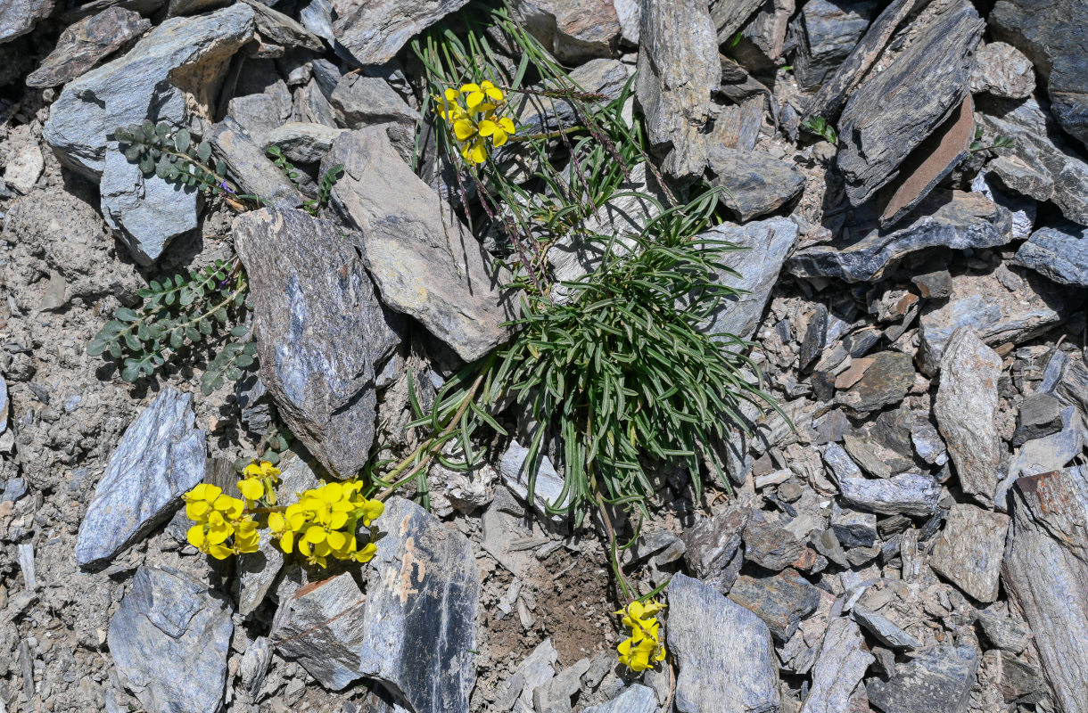 Изображение особи Erysimum humillimum.