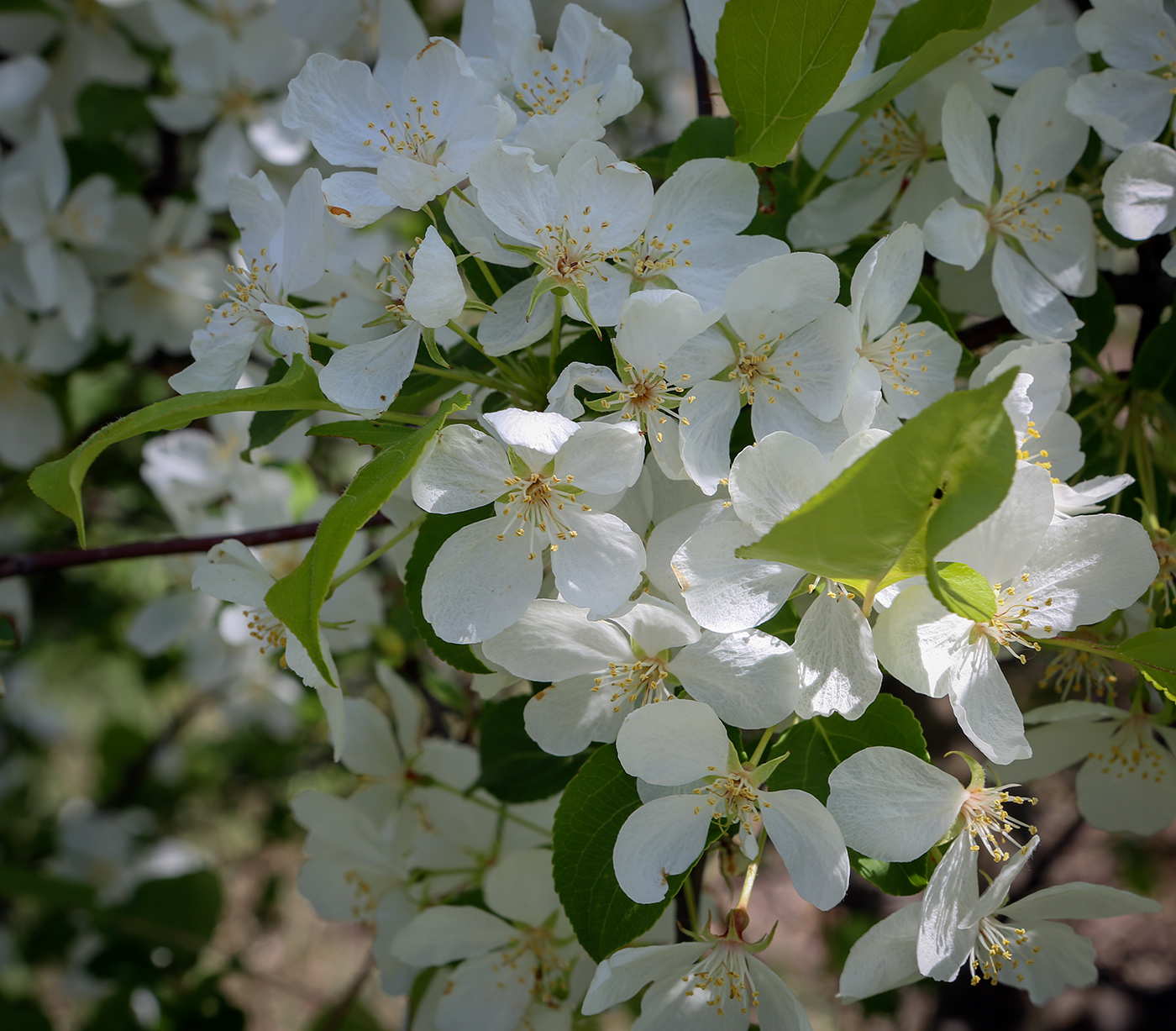 Изображение особи Malus domestica.