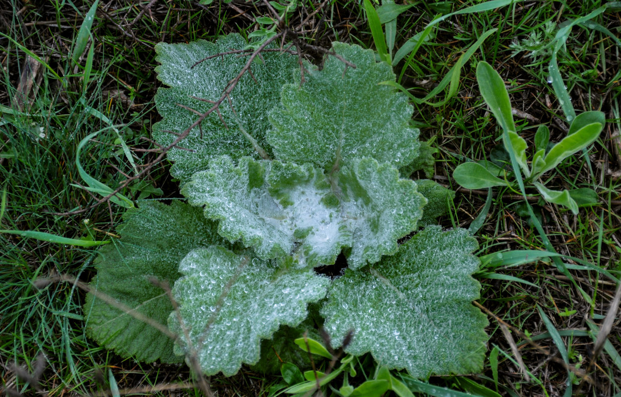 Image of Salvia aethiopis specimen.