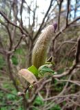 Magnolia × susannae