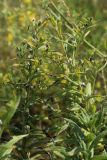 Lithospermum officinale. Верхушки плодоносящих веточек с повреждёнными листьями. Новгородская обл., геологический памятник \"Ильменский глинт\", окр. дер. Ретлё, побережье оз. Ильмень, суходольный луг на известняке близ бровки обрыва. 25.07.2023.