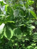 genus Fraxinus