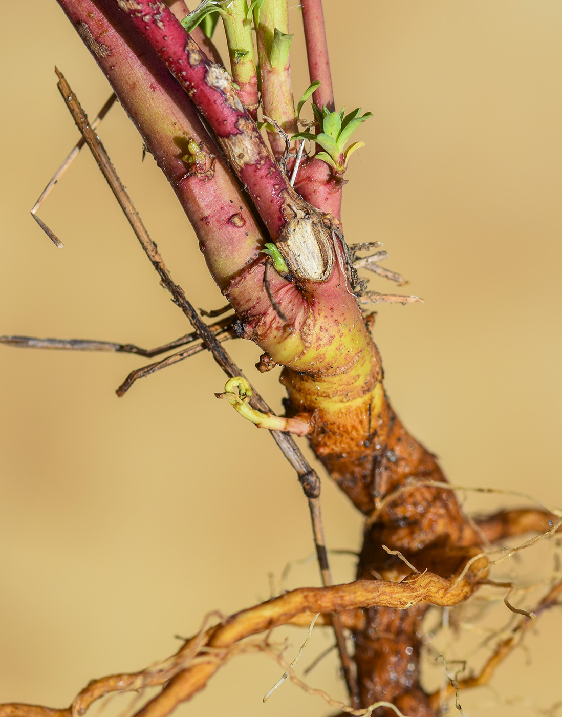 Image of Euphorbia biumbellata specimen.
