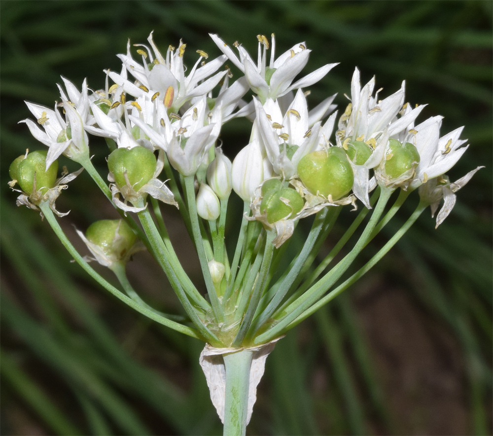 Изображение особи Allium ramosum.