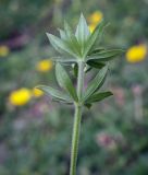 Sherardia arvensis