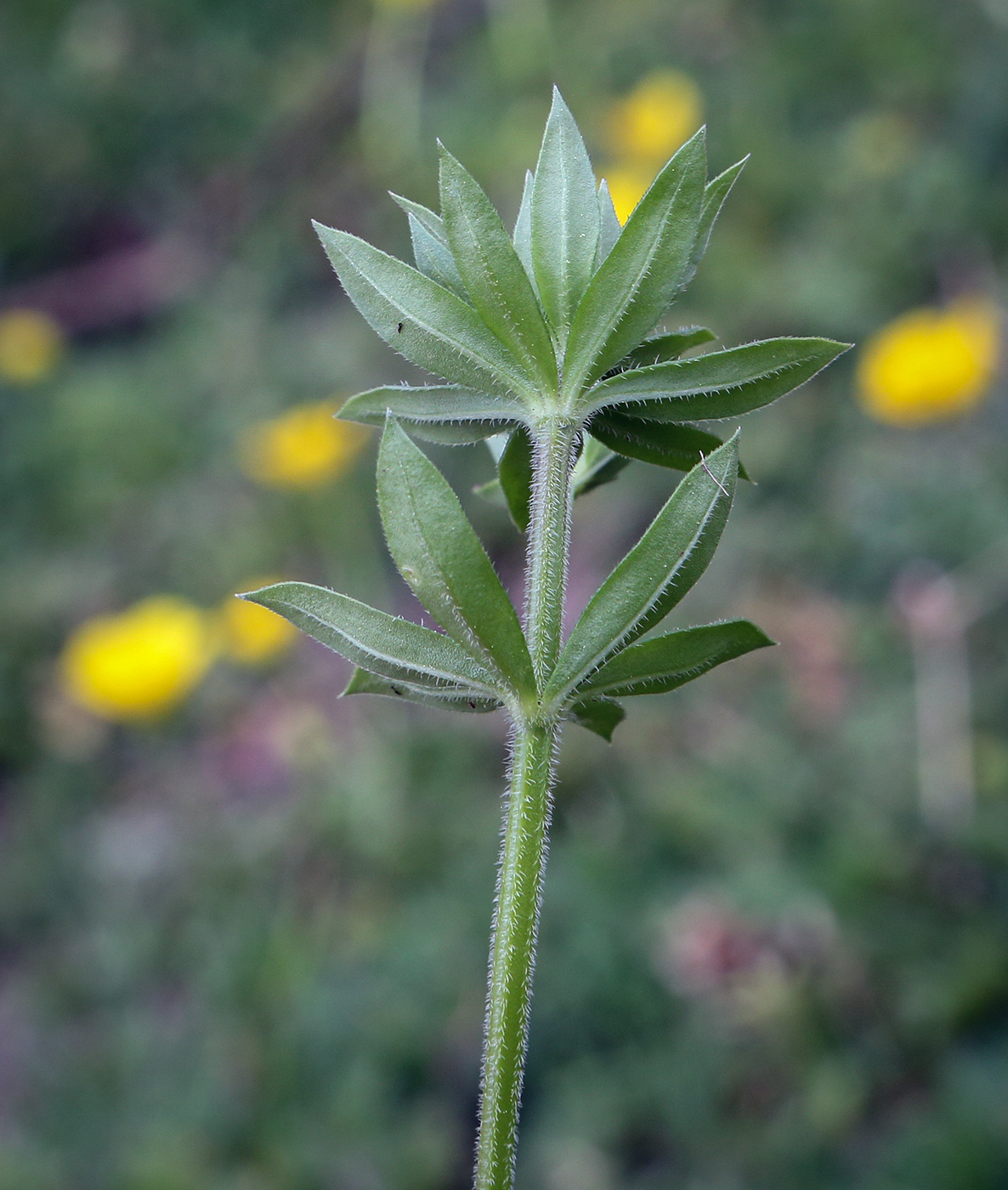 Image of Sherardia arvensis specimen.