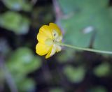 Ranunculus cappadocicus