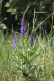 Veronica steppacea. Верхушки цветущих растений. Крым, Балаклава, поляна в дубово-грабовом лесу. 17.05.2024.