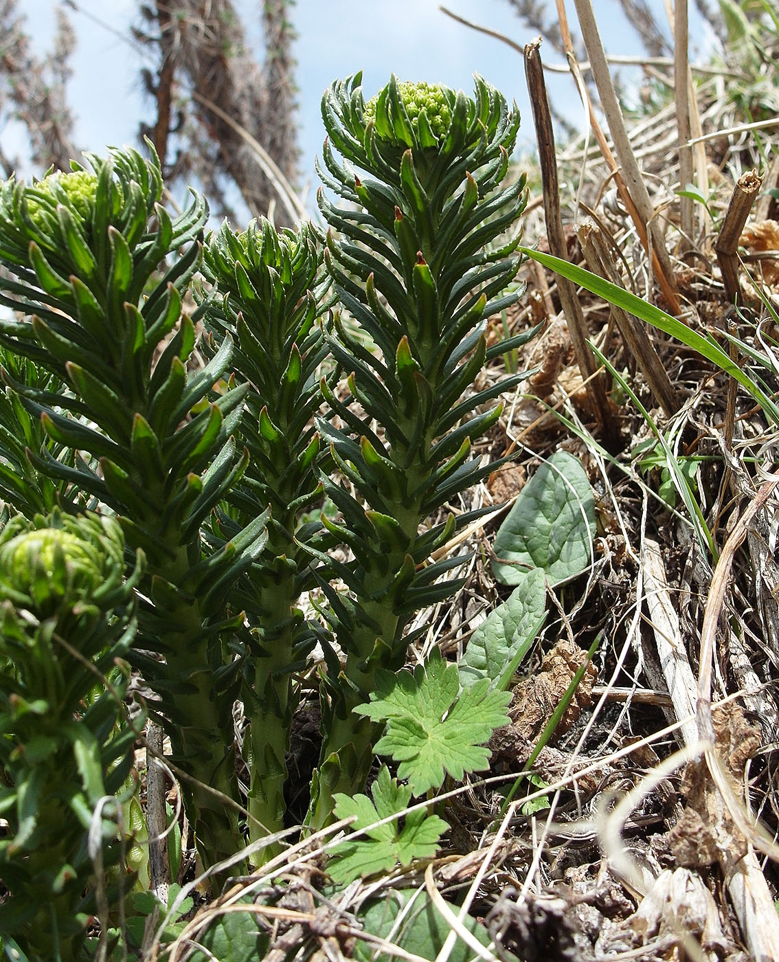 Image of Rhodiola litwinowii specimen.