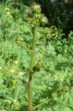 Cousinia umbrosa