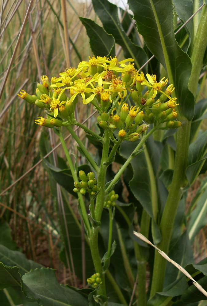 Изображение особи Senecio schwetzowii.
