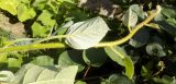 Actinidia разновидность deliciosa