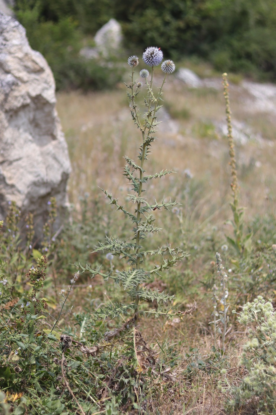 Image of Echinops sphaerocephalus specimen.