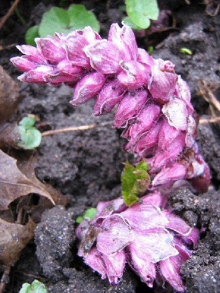 Image of Lathraea squamaria specimen.