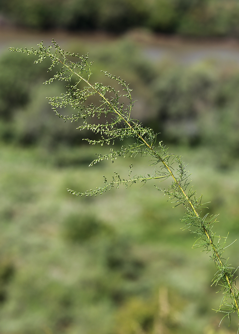 Изображение особи Artemisia macilenta.