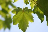 Acer pseudoplatanus