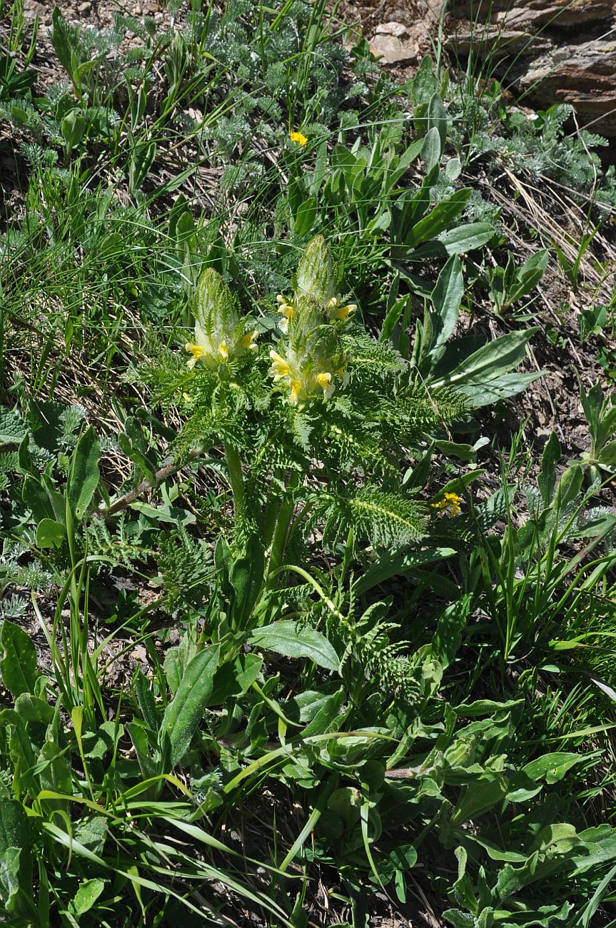 Image of Pedicularis condensata specimen.
