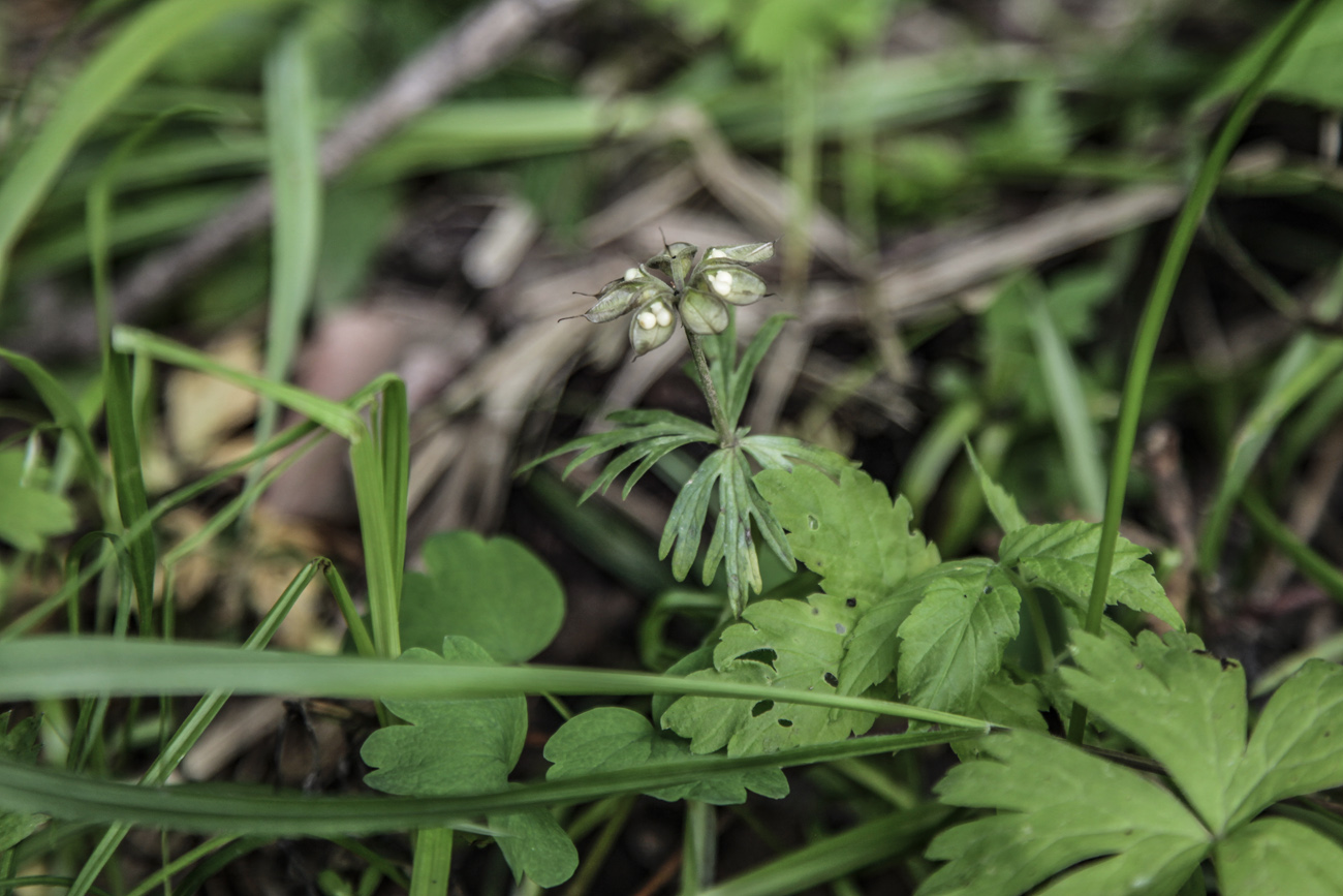 Image of Eranthis stellata specimen.