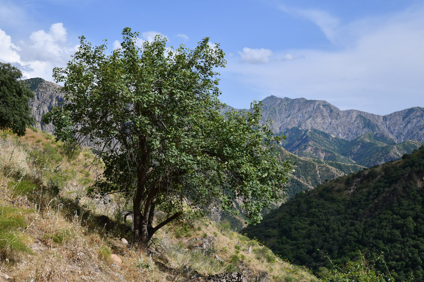 Image of Acer turkestanicum specimen.