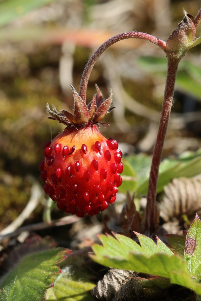 Изображение особи Fragaria vesca.