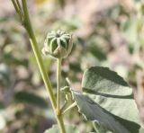 Abutilon fruticosum. Часть побега с незрелым плодом. Израиль, юг Иудейской пустыни, каменистый склон к Мёртвому морю. 21.02.2011.