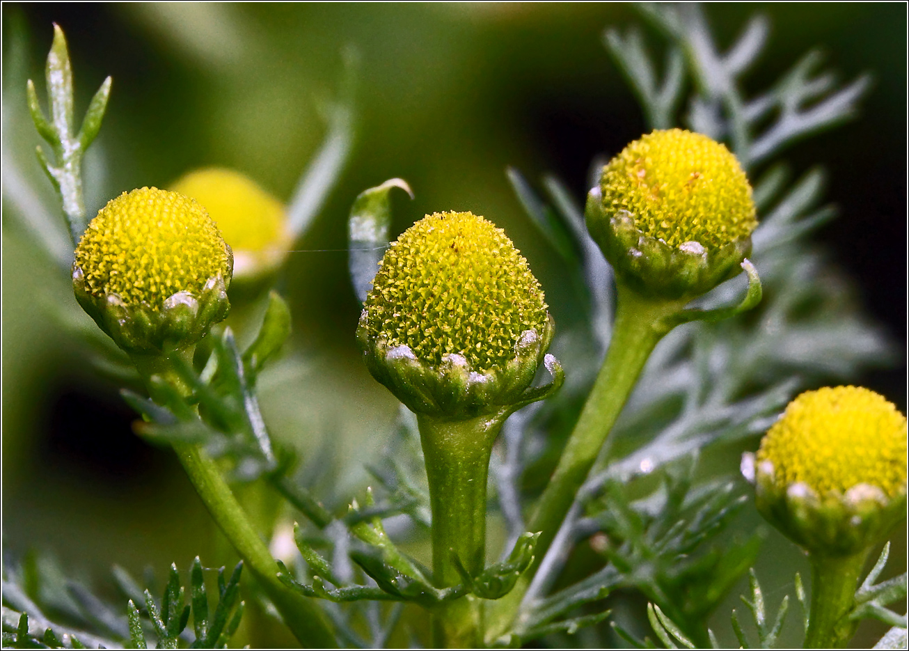 Изображение особи Matricaria discoidea.