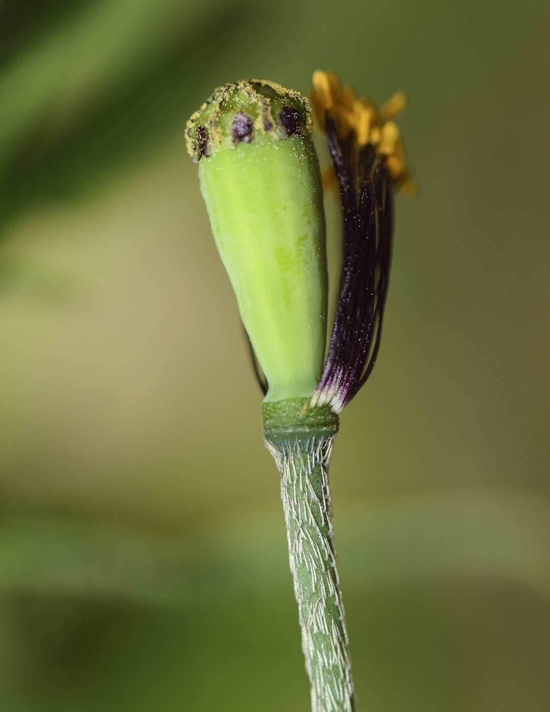 Image of Papaver pinnatifidum specimen.