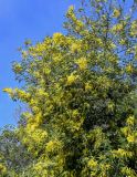 Acacia dealbata
