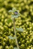 Veronica hederifolia