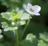 Veronica cymbalaria. Цветок. Израиль, г. Кирьят-Оно, пустырь. 19.02.2011.