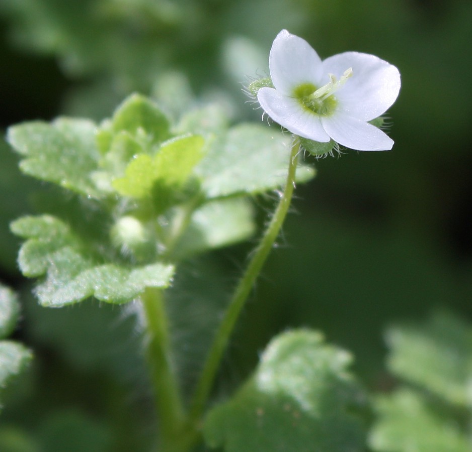 Image of Veronica cymbalaria specimen.