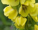 Verbascum spectabile. Цветки. Краснодарский край, Крымский р-н, окр. ст-цы Неберджаевская, гора Долгая, ≈ 300 м н.у.м., обочина горно-лесной дороги. 14.05.2025.