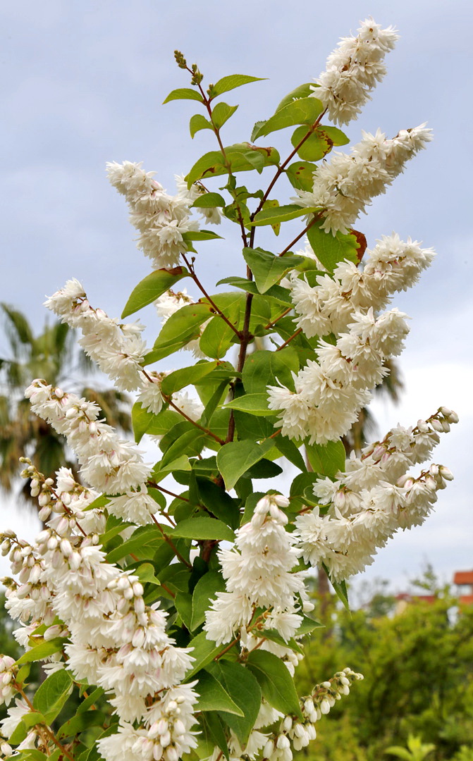 Image of Deutzia scabra specimen.