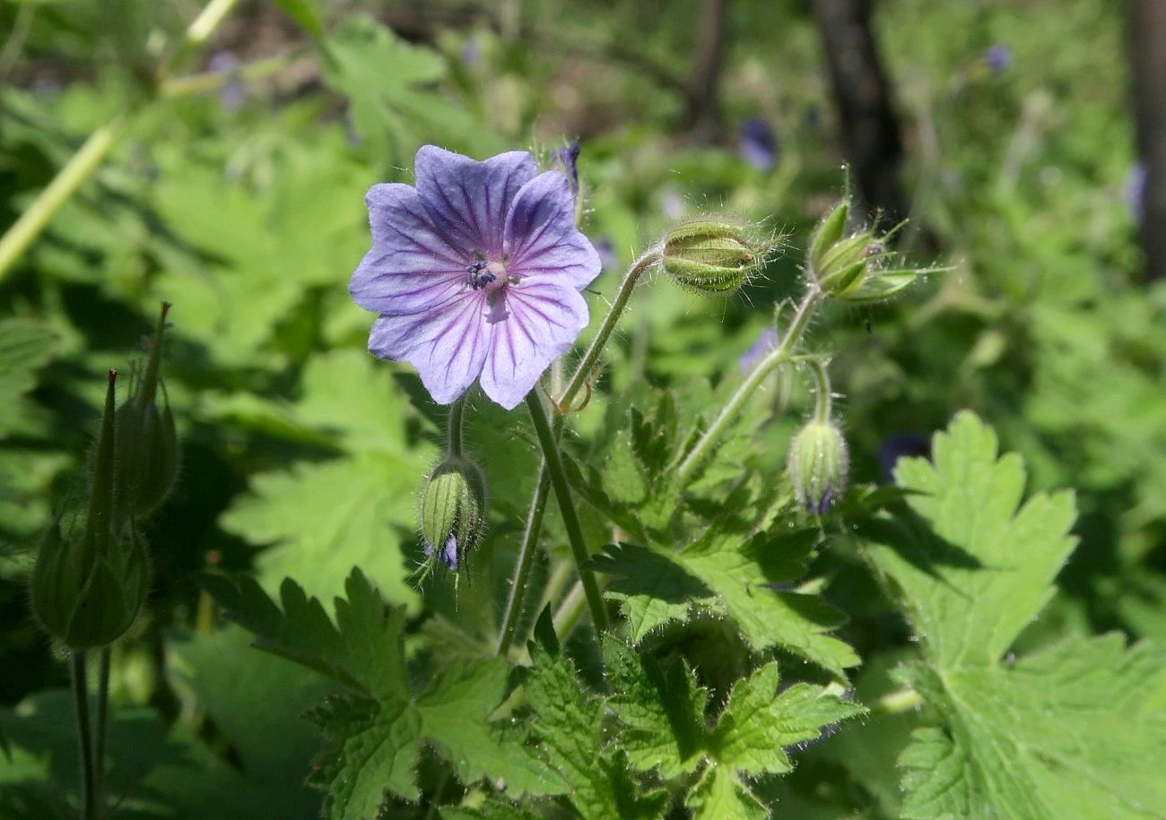 Изображение особи Geranium bohemicum.