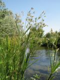Cyperus longus. Верхушки цветущих побегов с погрызенными(?) листьями. Казахстан, Жамбылская обл., Жамбылский р-н; южное подножье бархана Кумтиын, правый берег р. Аса. 22 июня 2025 г.