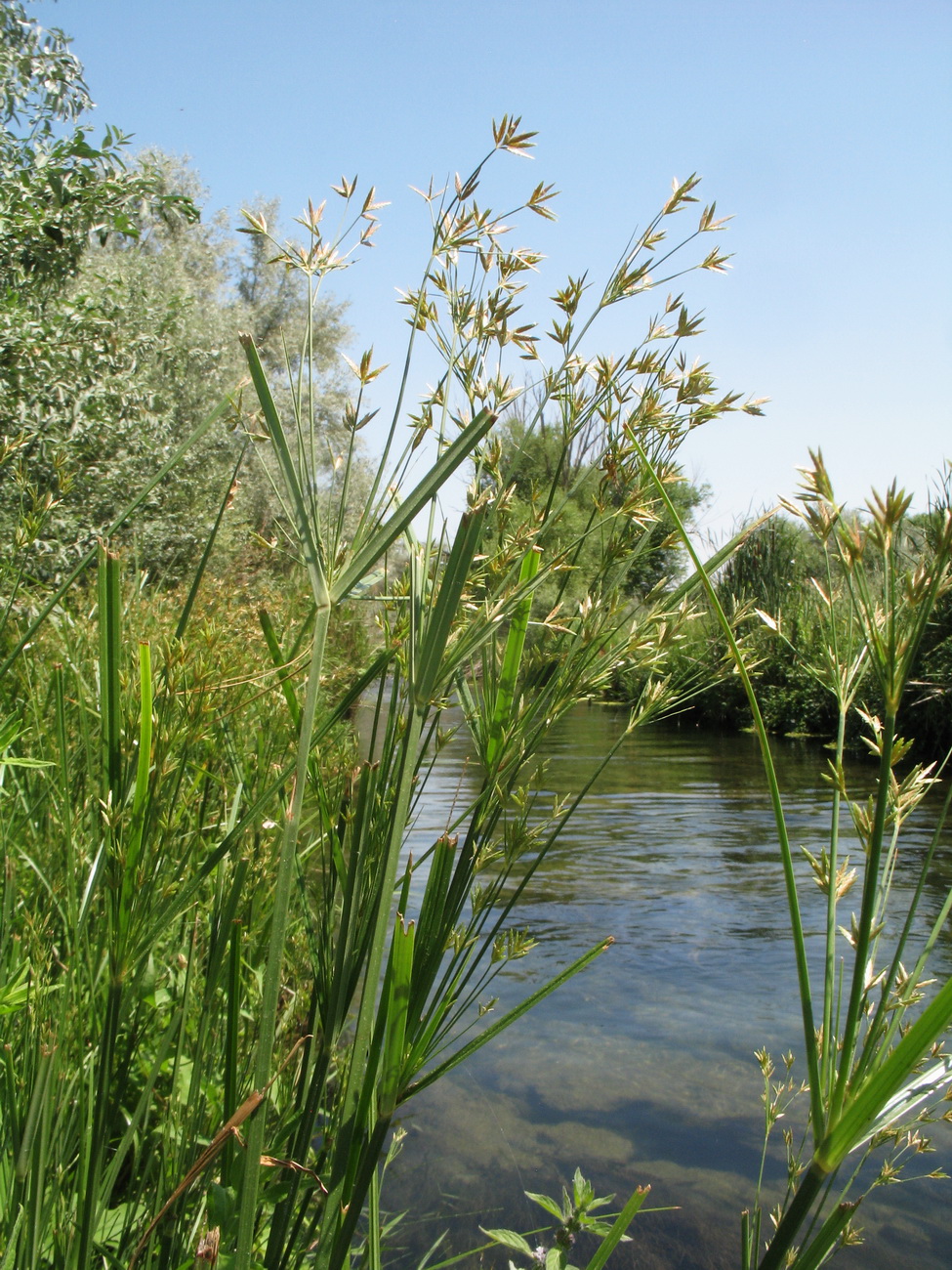 Image of Cyperus longus specimen.