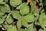 Rubus sanctus