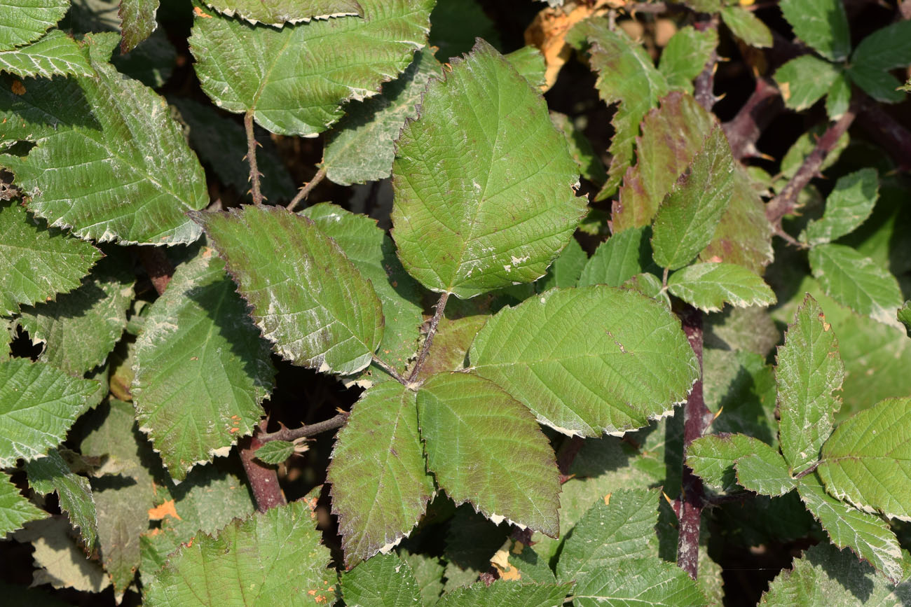 Image of Rubus sanctus specimen.