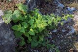 Campanula alliariifolia. Вегетирующее растение. Абхазия, окр. г. Новый Афон, Иверская гора, олуговелый каменистый склон. 12.06.2025.
