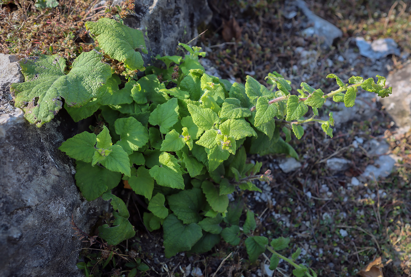 Image of Campanula alliariifolia specimen.