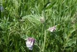 род Vicia