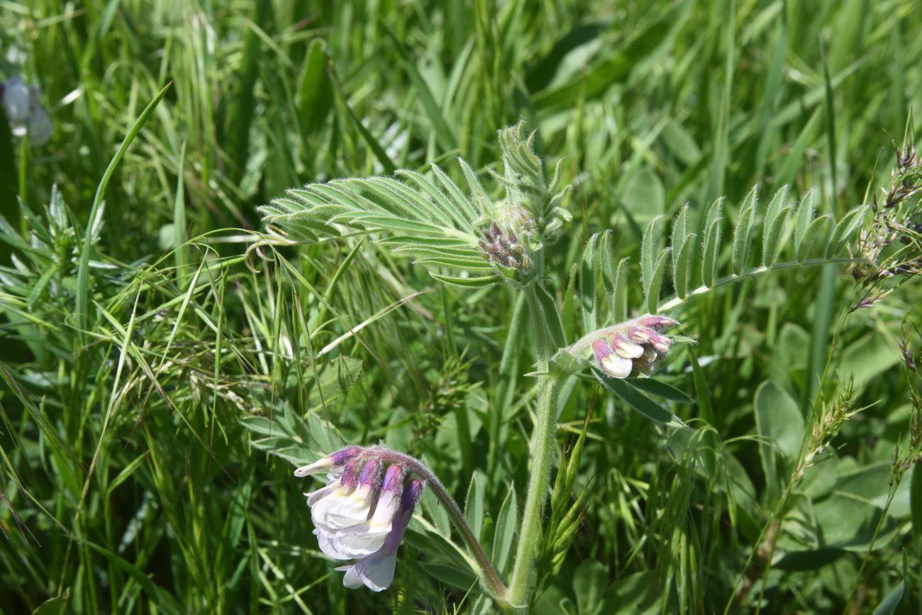 Изображение особи род Vicia.