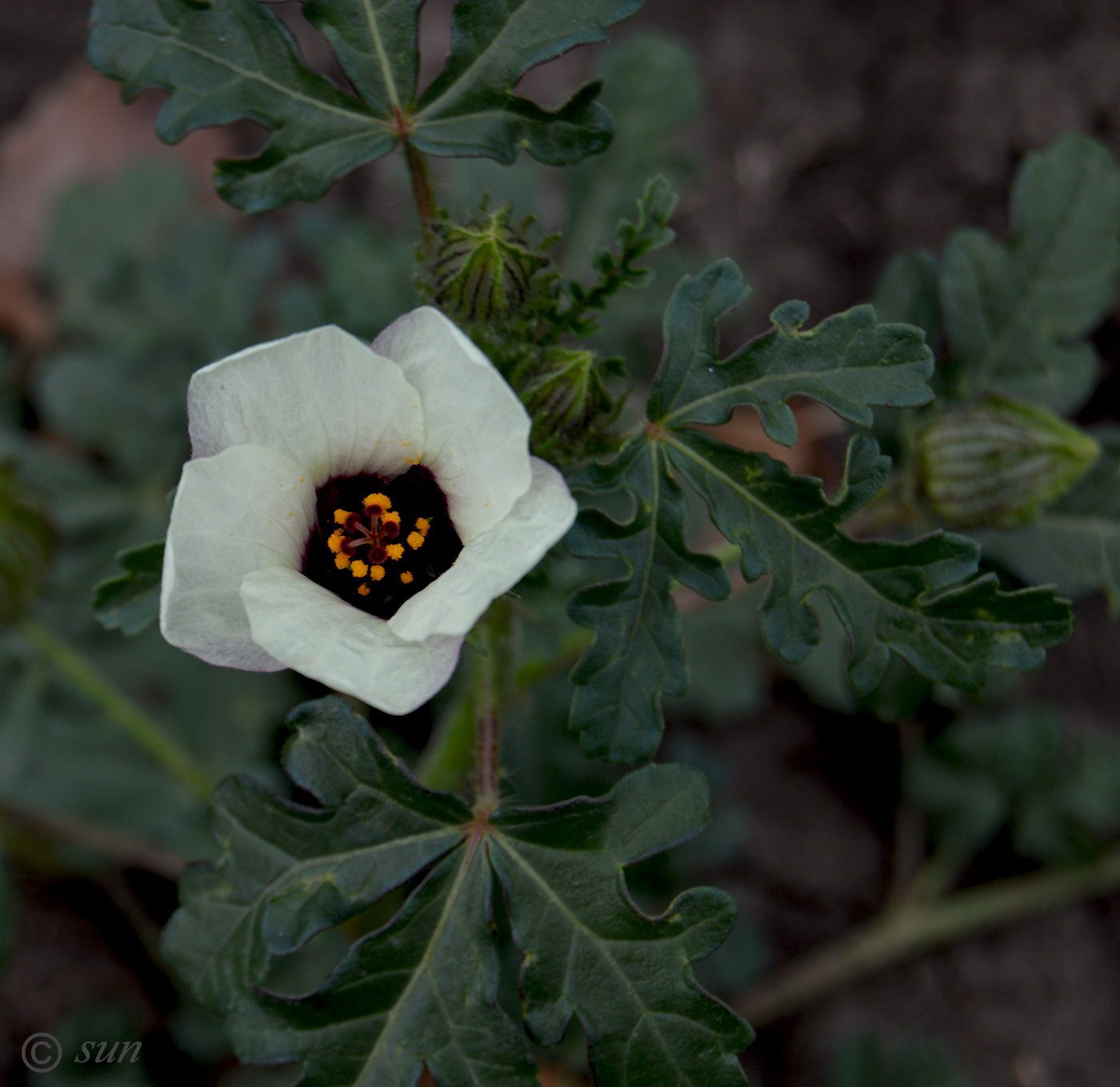 Изображение особи Hibiscus trionum.