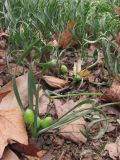 Sternbergia colchiciflora. Плодоносящее растение. Крым, Севастополь, пр. Юрия Гагарина, газон. 31 марта 2011 г.